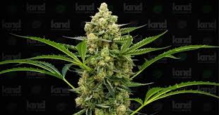 Premium Quality Weed Seeds for Sale - Your Gateway to Success